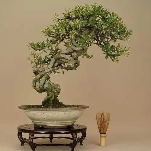 火棘不结果的原因及解决方法