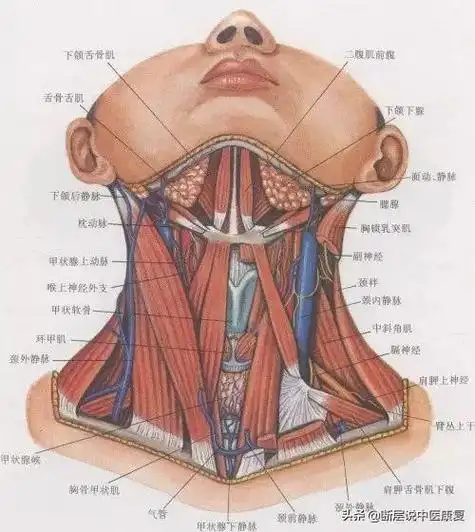 目前最完整的颈部解剖图谱!肌肉,血管,神经全都有