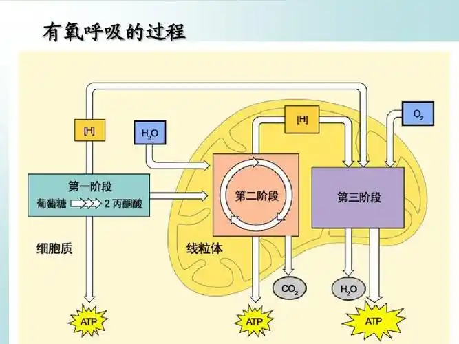 第二节 细胞呼吸ppt