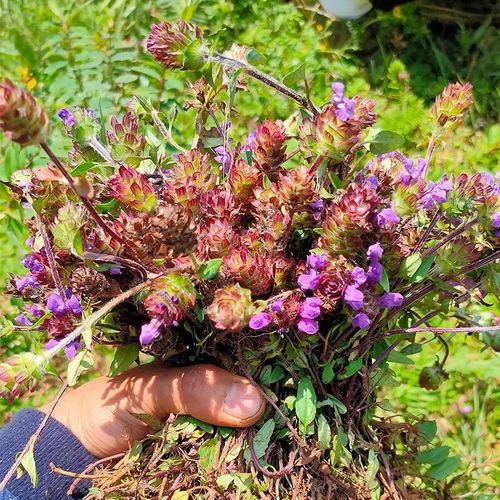 (5棵装)天然夏枯草白毛草夏枯球 夏菇草夏谷草夏古草苗现挖发货