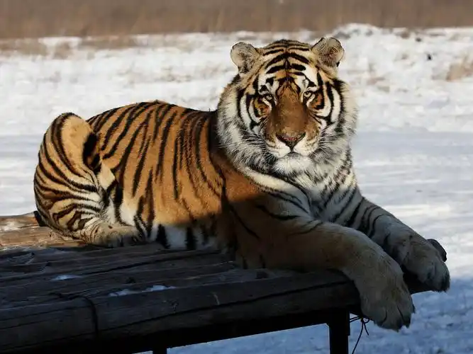 东北虎,阿尔泰虎,满洲虎,乌苏里虎,朝鲜虎,阿穆尔虎品种科属:动物界