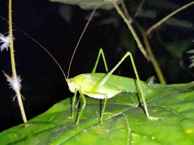 体长达到8厘米青城山发现全身通绿超大帅蝈蝈