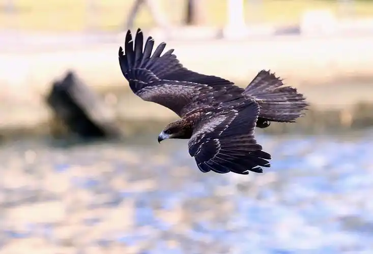 关于草原雄鹰的说说