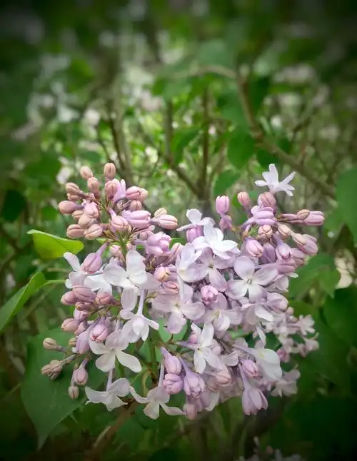 花开正艳的重瓣洋丁香(手机拍)