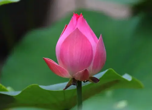 我是夏日里开放的一朵莲