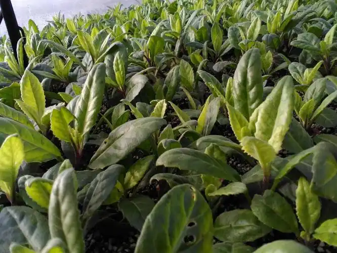 明月草干叶 神仙草 富贵菜 白背三七 金鸡毛草 明