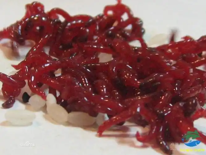 这种几乎通体红色的虫子是什么虫子?