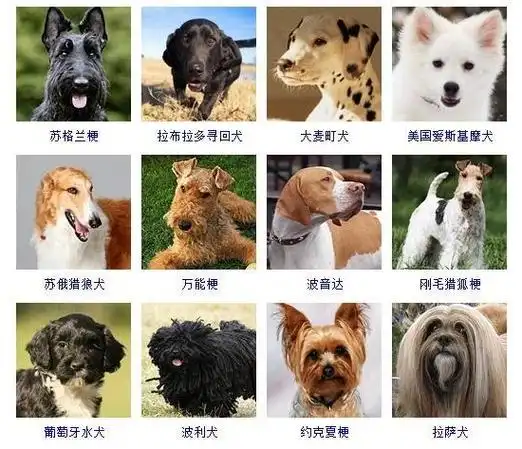 178个宠物狗品种图片大全宠物狗品种大全