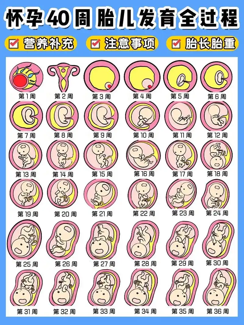 怀孕1-40周胎儿发育全过程!怀孕是一件很幸福的事情 - 抖音