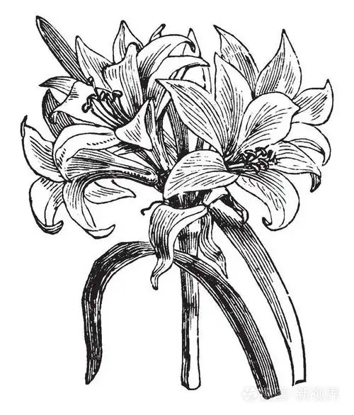 插画 漏斗中的花朵花序在簇状的复古线绘图或雕刻插图中开花.eps