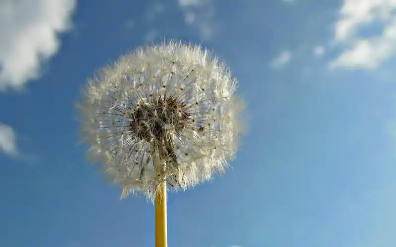 蒲公英图片高清桌面电脑壁纸