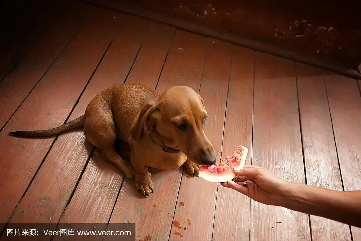 狗,西瓜,腊肠犬,美,褐色