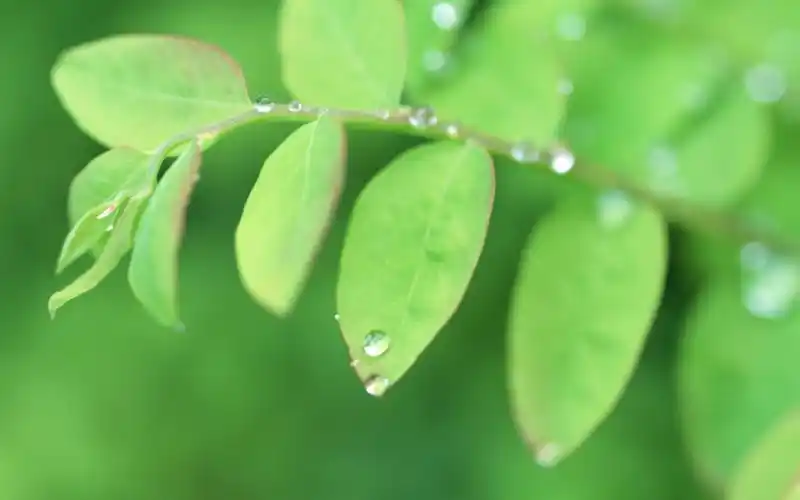 绿色的树叶壁纸高清原图查看