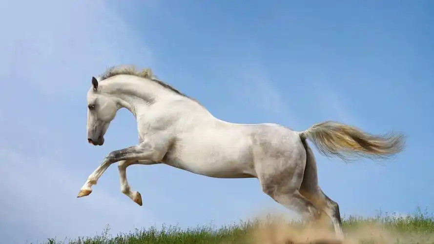 英俊潇洒的白马,动物-回车桌面