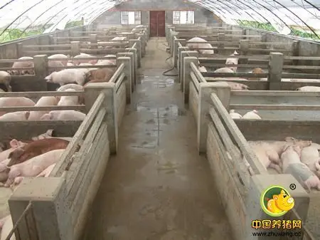 猪舍设计关键问题 - 养猪场建设/养猪技术 - 中国养猪网-中国养猪行业