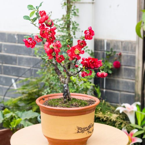 棵送1棵】重瓣海棠花苗盆栽地栽盆景室内外花卉庭院阳台植物 绚丽海棠