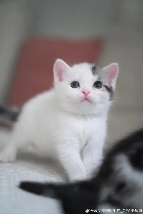 美国短毛猫##美短加白##赛级美短加白##cfa美短加白##美短高白##美短