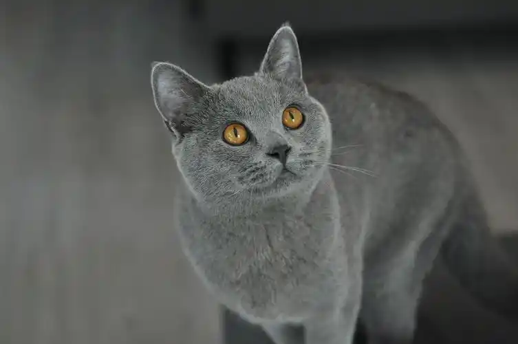 纯种英短猫有这6个特征,串串根本装不出来