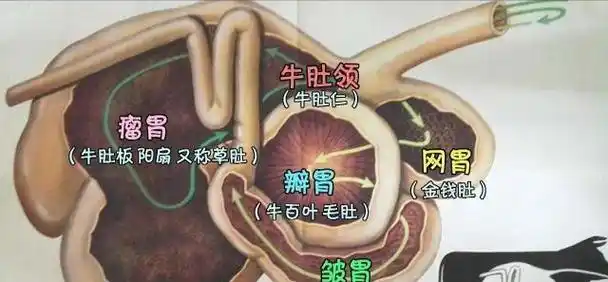 据说牛有四个胃难怪他们不停地吃