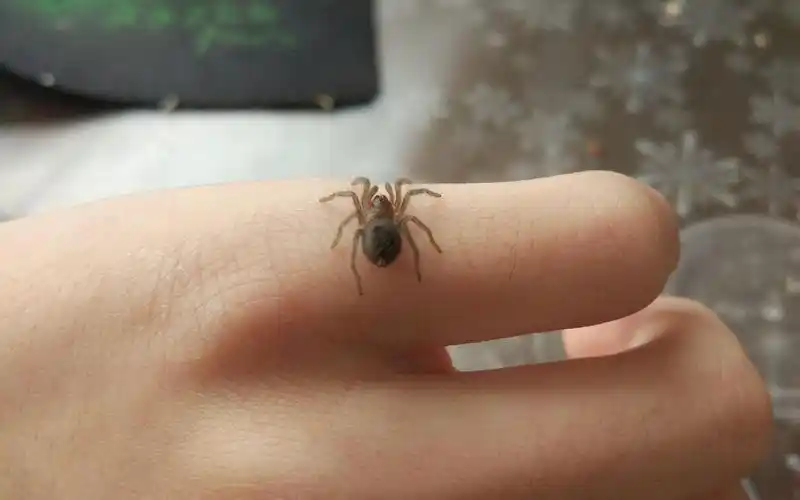 【九天】幼体蜘蛛喂食教程_哔哩哔哩_bilibili