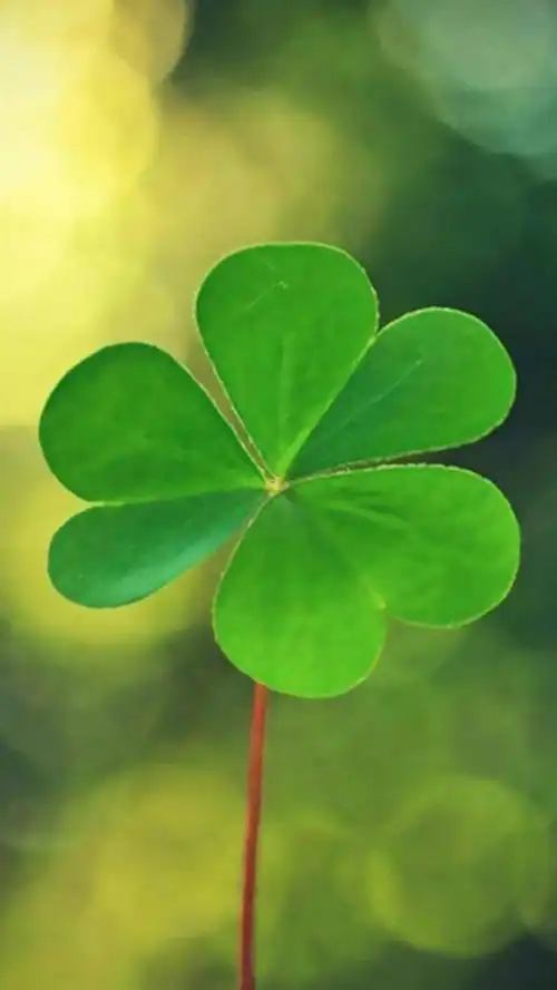幸运四叶草,高清图片,手机锁屏桌面-壁纸族