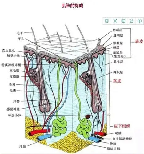 皮肤结构分为表皮,真皮,皮下组织.