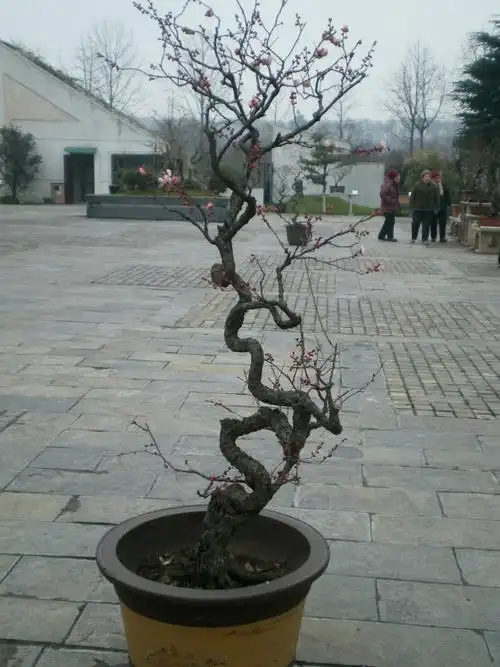 龙游梅【原摄】 - 深涧幽草 - 764507627 的博客