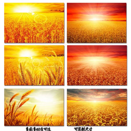金色麦田海报丰收挂画阳光下金色麦子麦穗田园风室内装饰画墙贴画