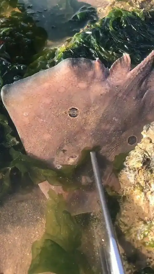 刚来到大海边就看到了一条魔鬼鱼,它竟然还有笑脸