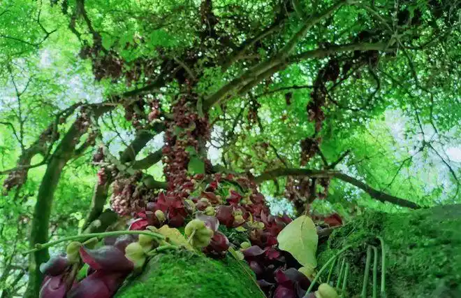 价值2万!湖北竹山发现巨型古藤,冠幅1200㎡,"司藤"有何神奇