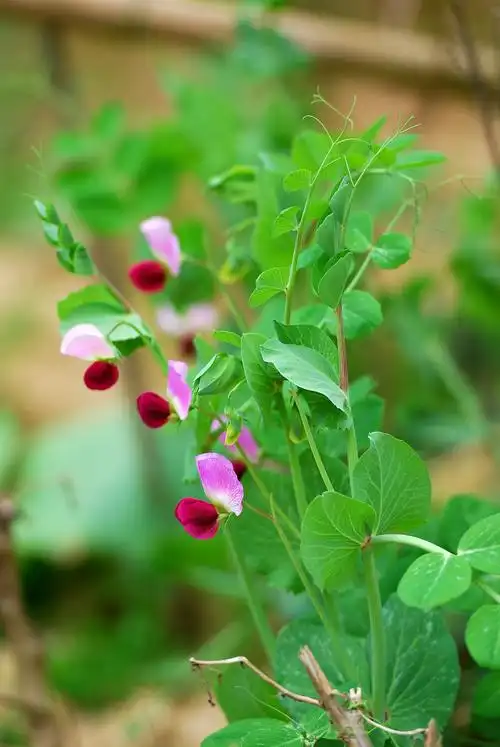 【发春游】寻找广东最美的春天