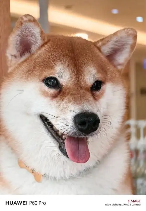 你拍过最萌的宠物照