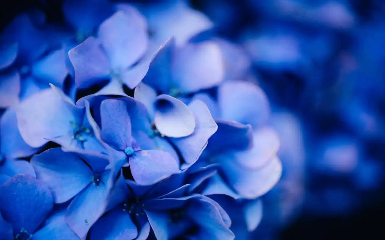 蓝色的绣球花唯美图片桌面壁纸高清大图预览1920x1200_植物壁纸下载_