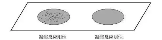 凝集反应——万融实验