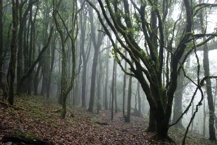 哀牢山风景区览胜之原始森林 - 第1页 - 云南 - 户外资料网