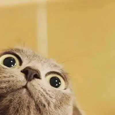 可爱猫咪头像高清萌萌哒微信用猫做头像的女人很可爱