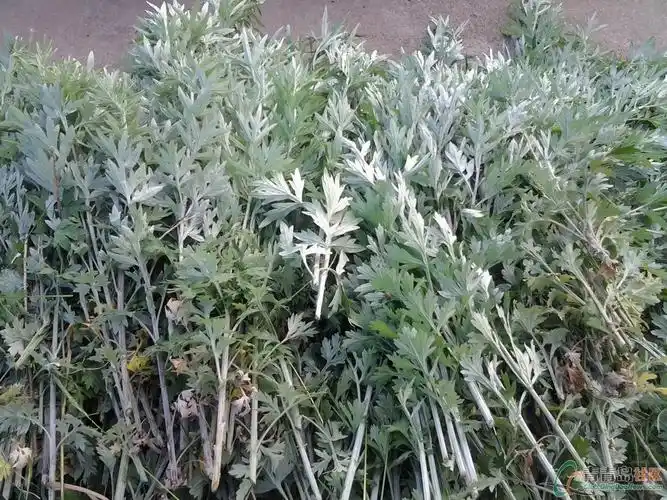 艾草是什么样的