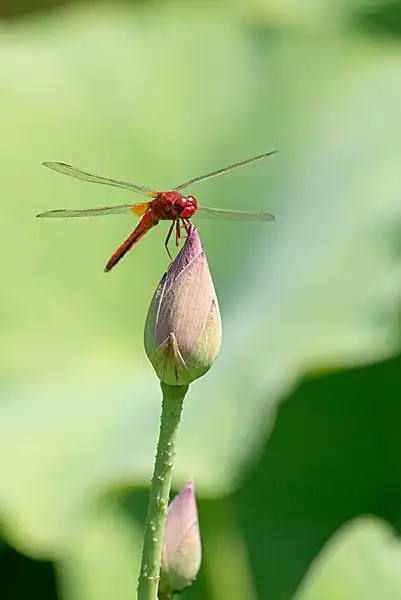 小荷蜻蜓图片_图片大全