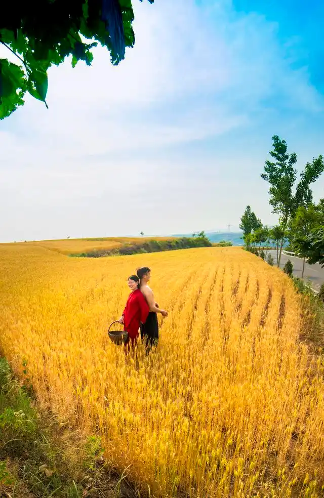 初夏,田野泛起了金色麦浪,麦田中唯美人像摄影