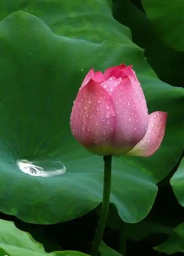 好运莲莲,莲年好运.幸福不是有,有房,有车,有钱,幸福是三无 - 抖音