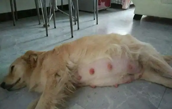 金毛意外怀孕,小狗出生后,主人立马懵了:这狗爸到底是谁啊?