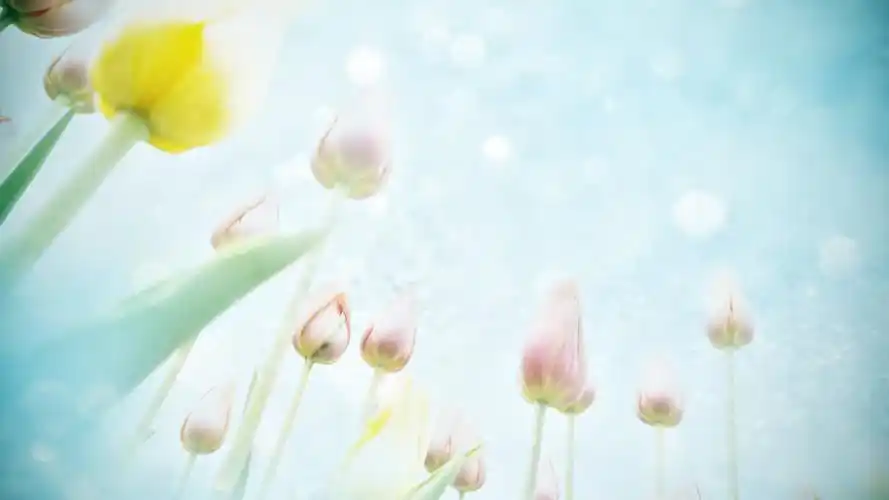 小清新花朵唯美高清桌面壁纸