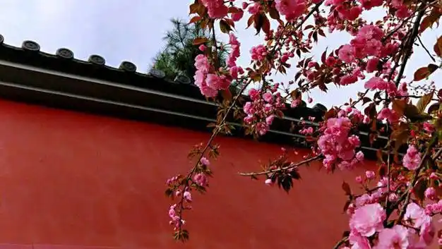 韩愈宫中夜值春风得意写下一首小诗欢喜之情呼之欲出