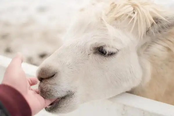 (图:travelliker.com.hk)草泥马非常 nice,仲会同你一齐望镜头05!
