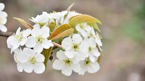 4k高清梨花图片