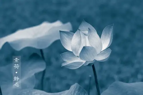 素荷 静心