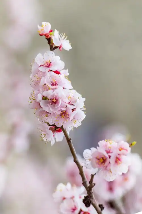 哈尔滨工程大学之春-杏花盛开的季节