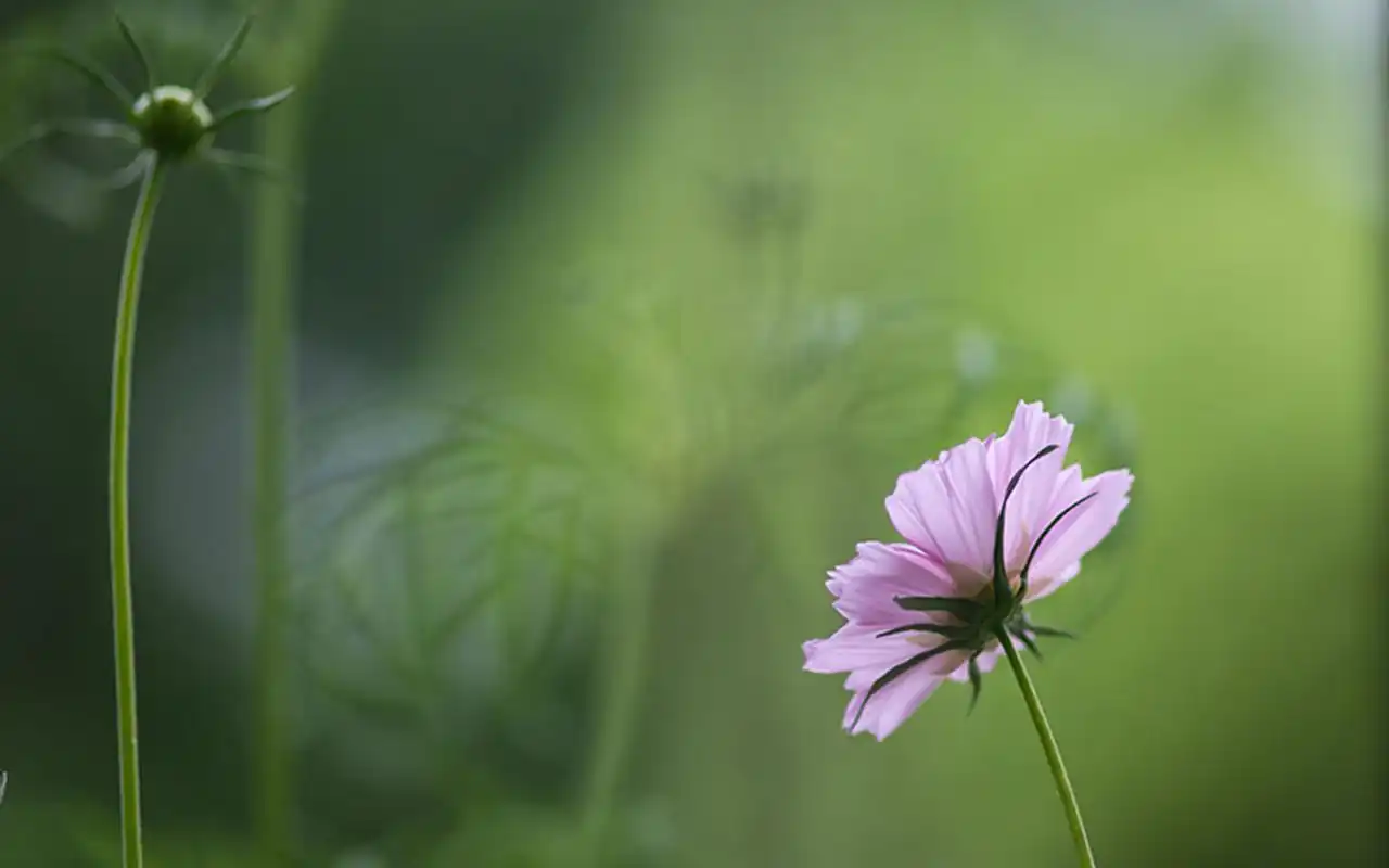 清新养眼花卉唯美高清桌面壁纸