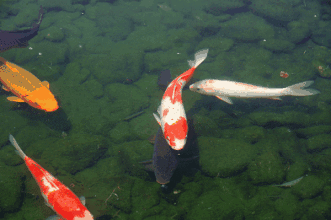 331_220gif 动态图 动图