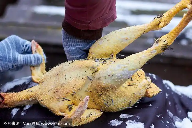 桌子上有死鸡.农夫拔起尸体的毛.烹饪.农场,农村.
